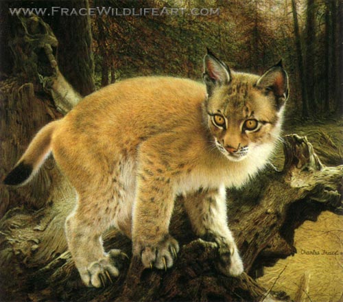 Siberian Lynx Cub