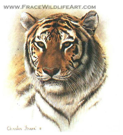 Bengal Tiger (Mini)