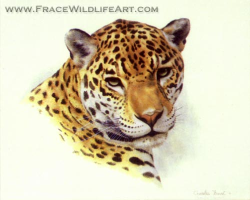 Jaguar (Head)