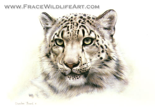 Snow Leopard (Head)