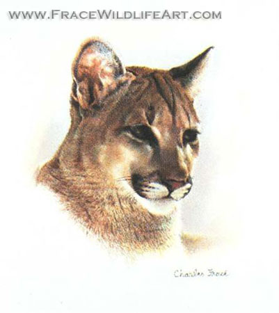 Young Cougar Cub (Mini)